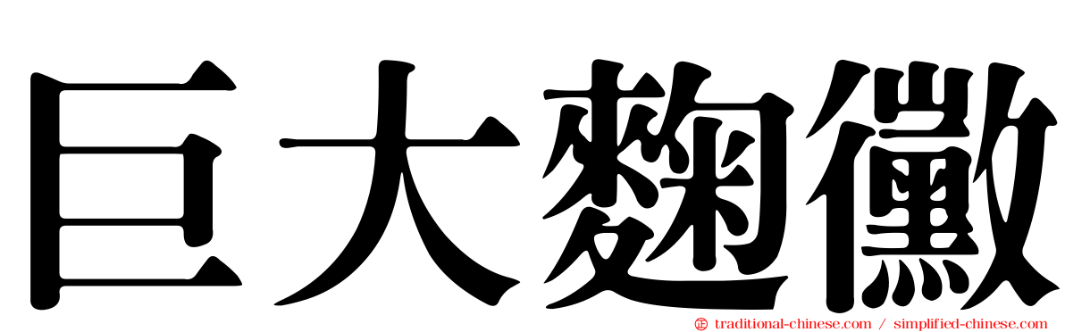 巨大麴黴