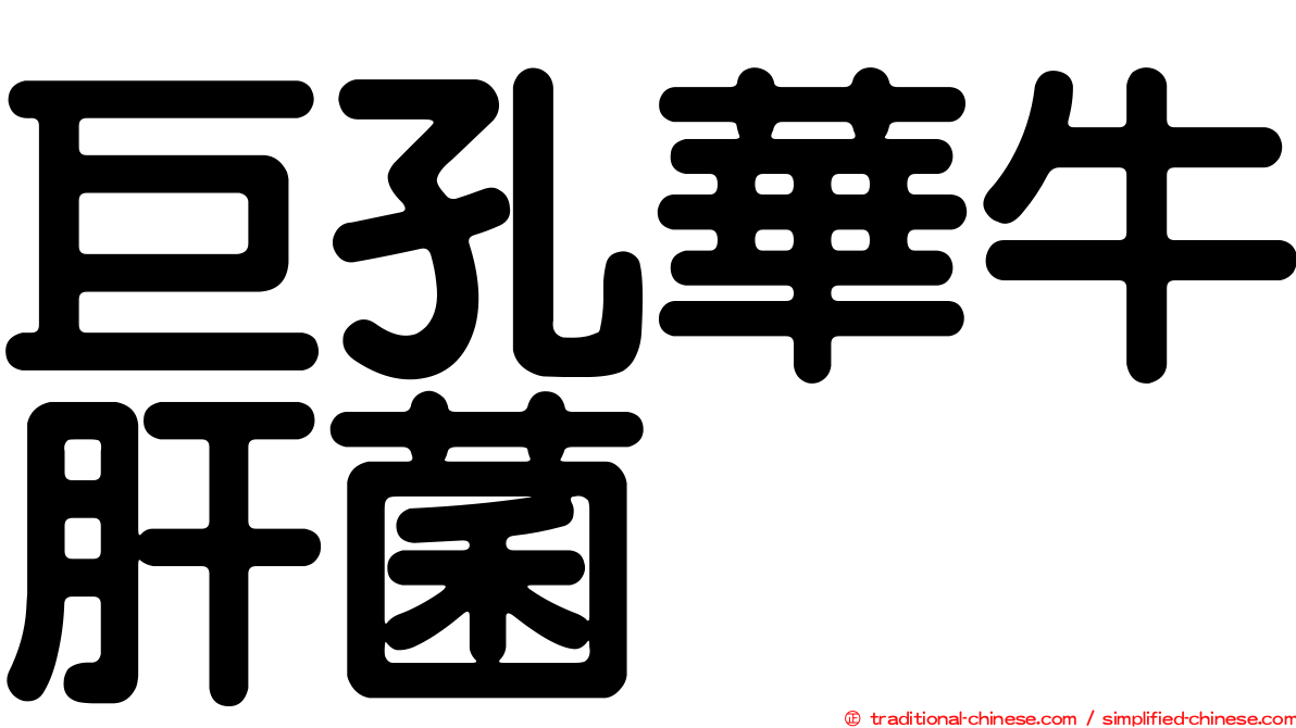 巨孔華牛肝菌