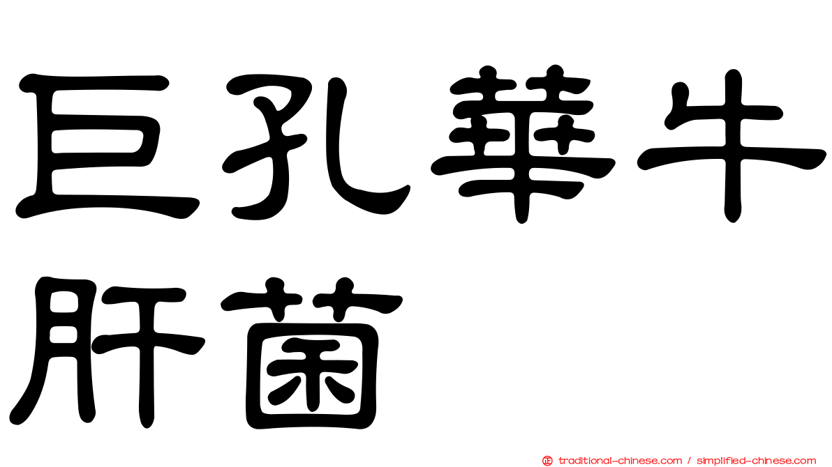 巨孔華牛肝菌