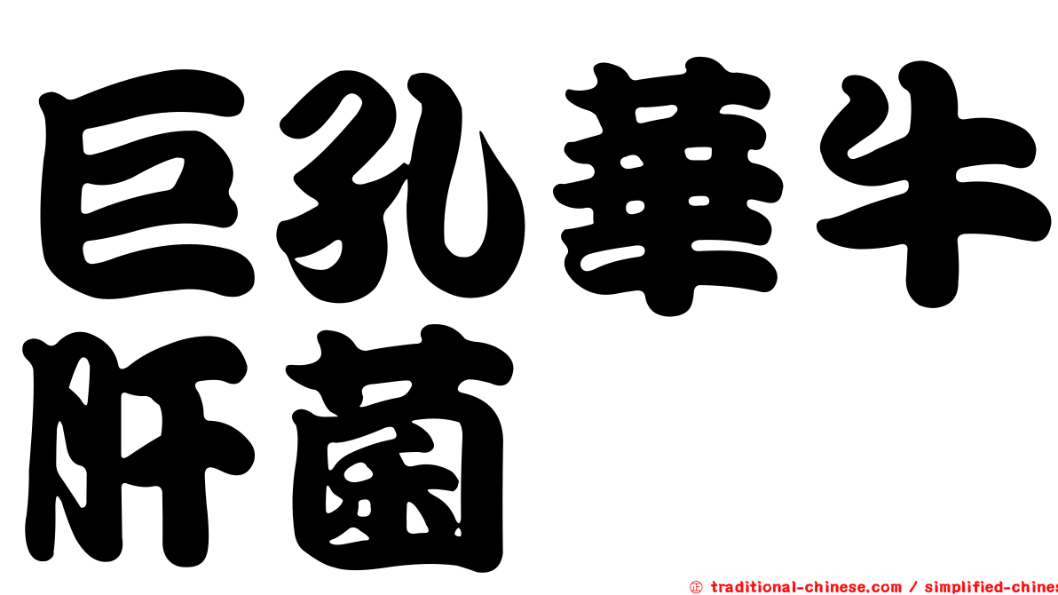 巨孔華牛肝菌