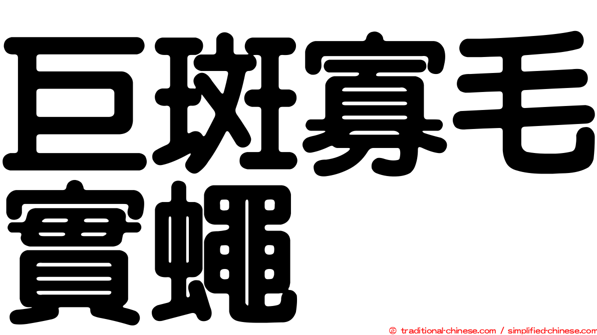 巨斑寡毛實蠅
