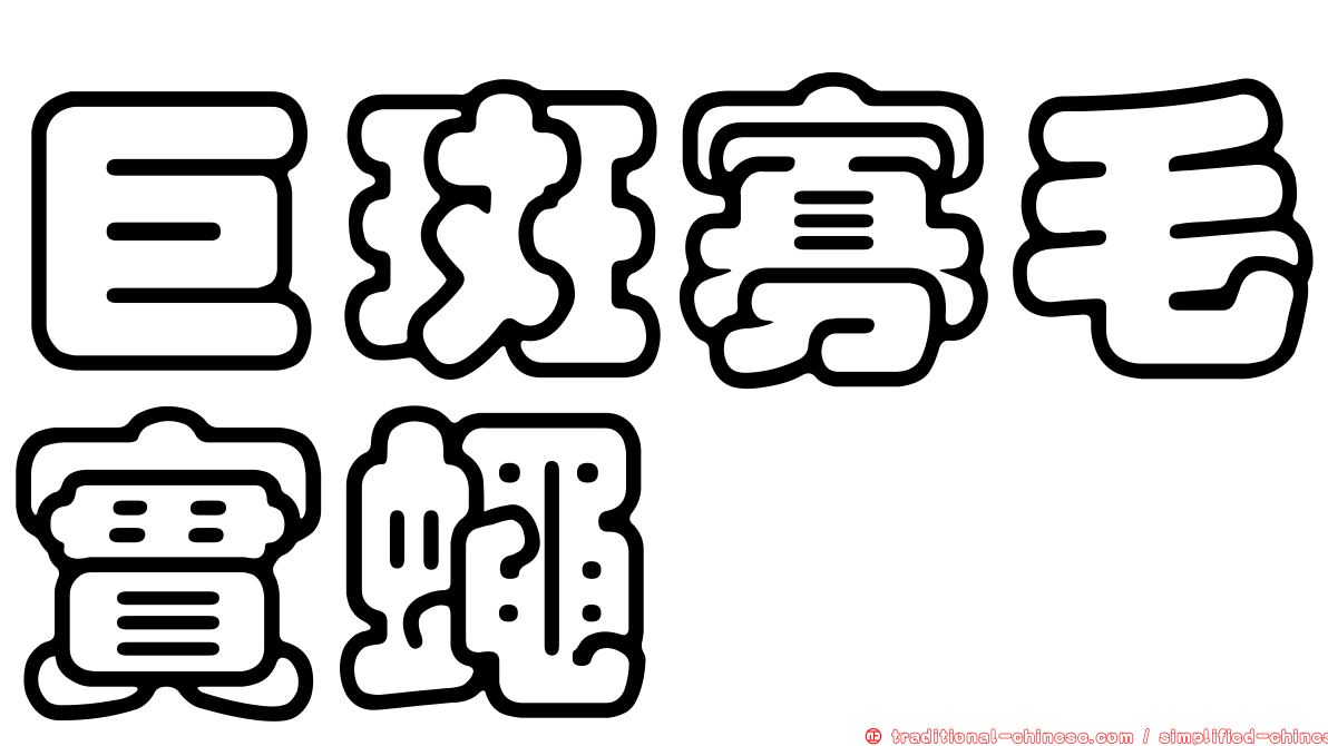 巨斑寡毛實蠅