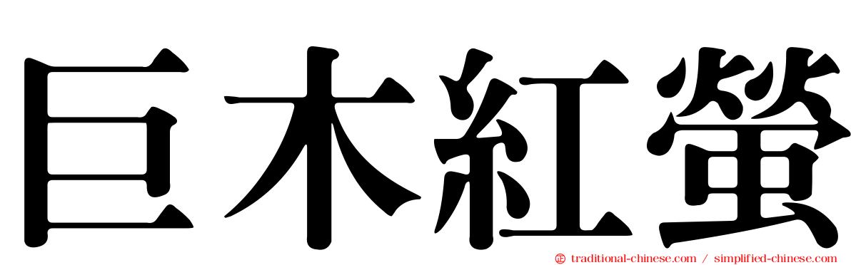巨木紅螢