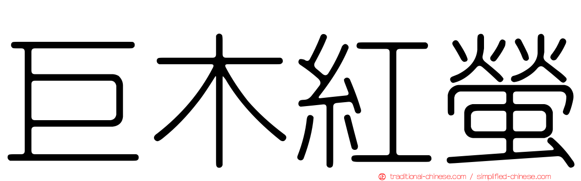 巨木紅螢