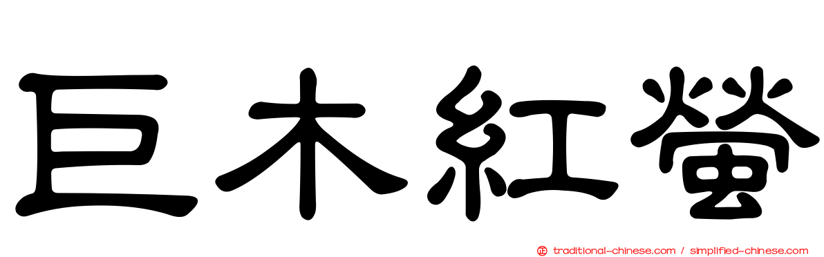 巨木紅螢