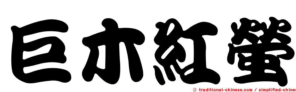 巨木紅螢