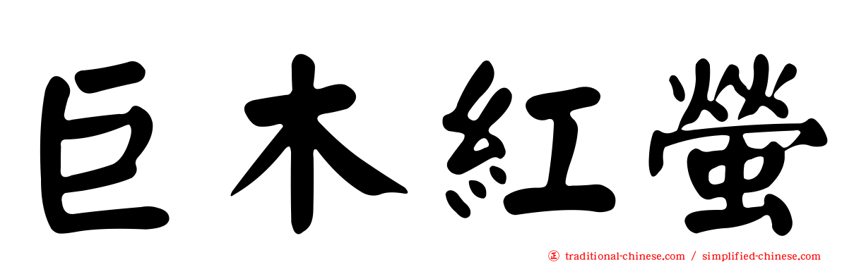 巨木紅螢