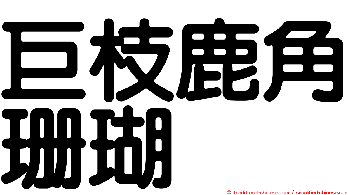 巨枝鹿角珊瑚