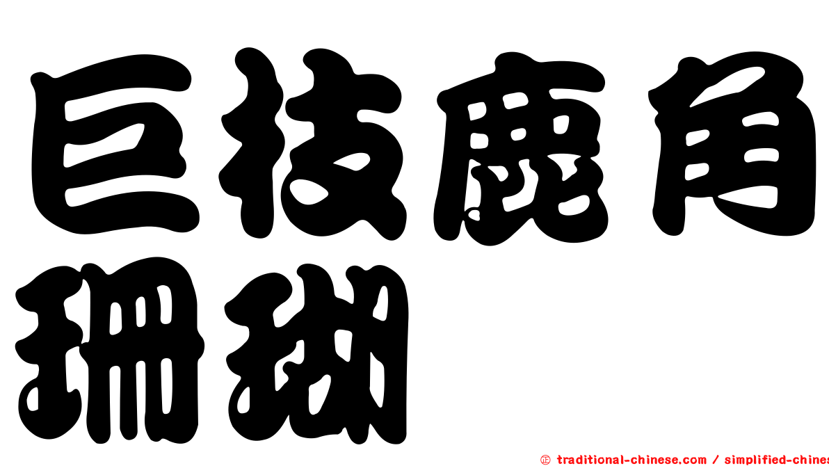 巨枝鹿角珊瑚