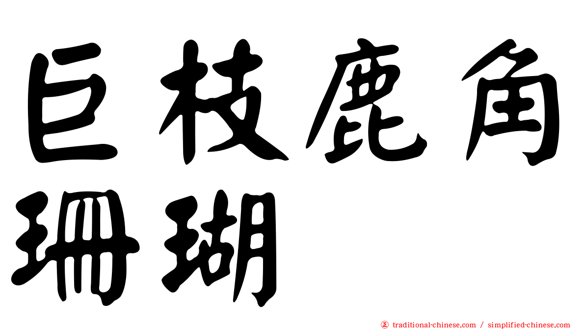 巨枝鹿角珊瑚