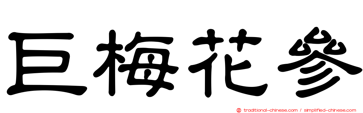 巨梅花參