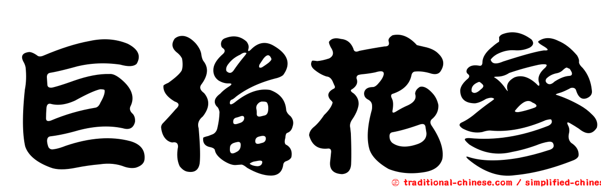 巨梅花參