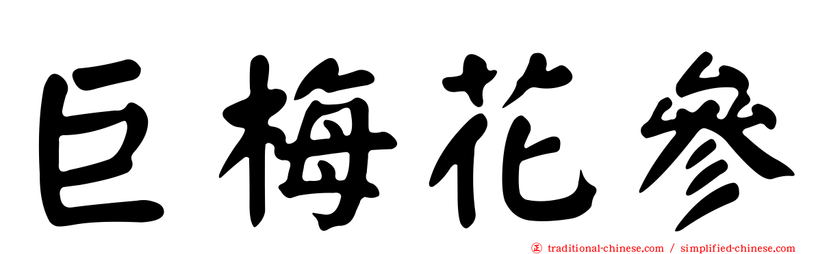 巨梅花參