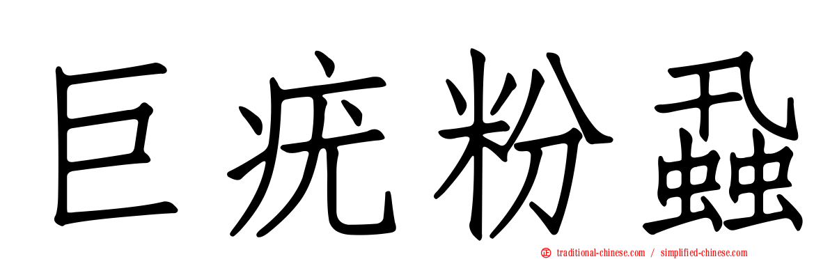 巨疣粉蝨