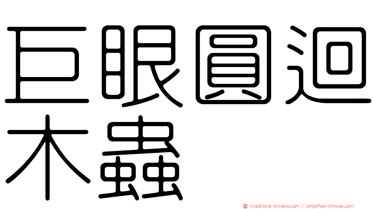 巨眼圓迴木蟲