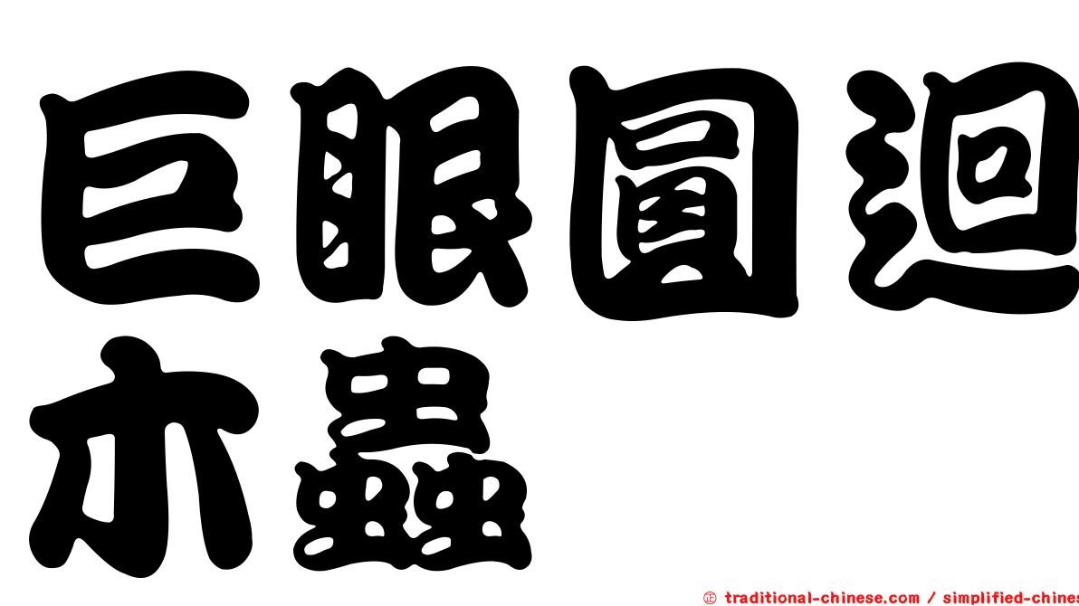 巨眼圓迴木蟲