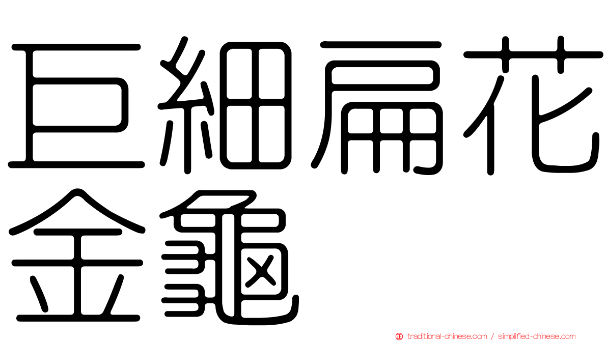 巨細扁花金龜