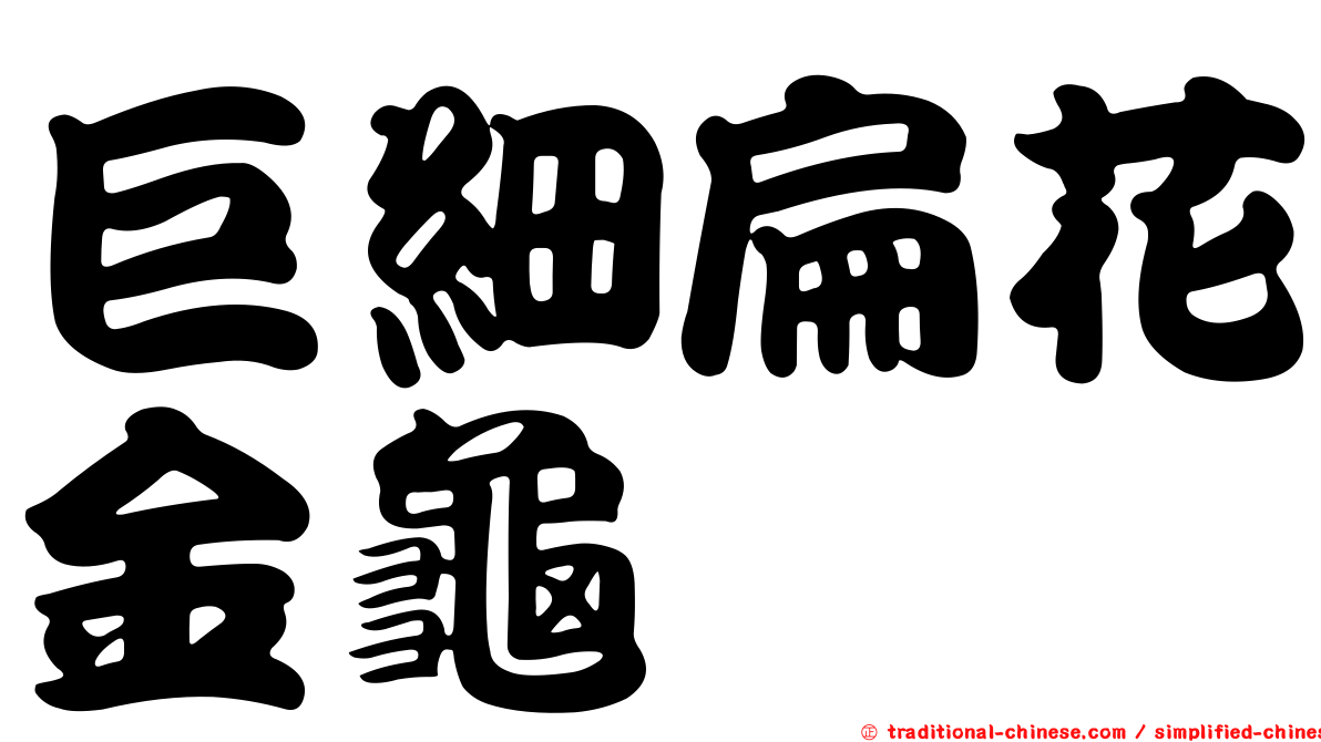 巨細扁花金龜