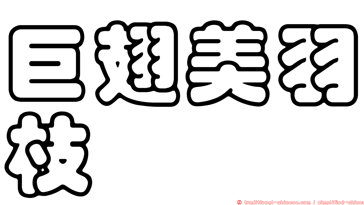 巨翅美羽枝