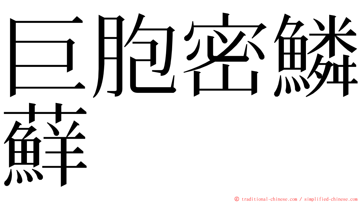巨胞密鱗蘚 ming font