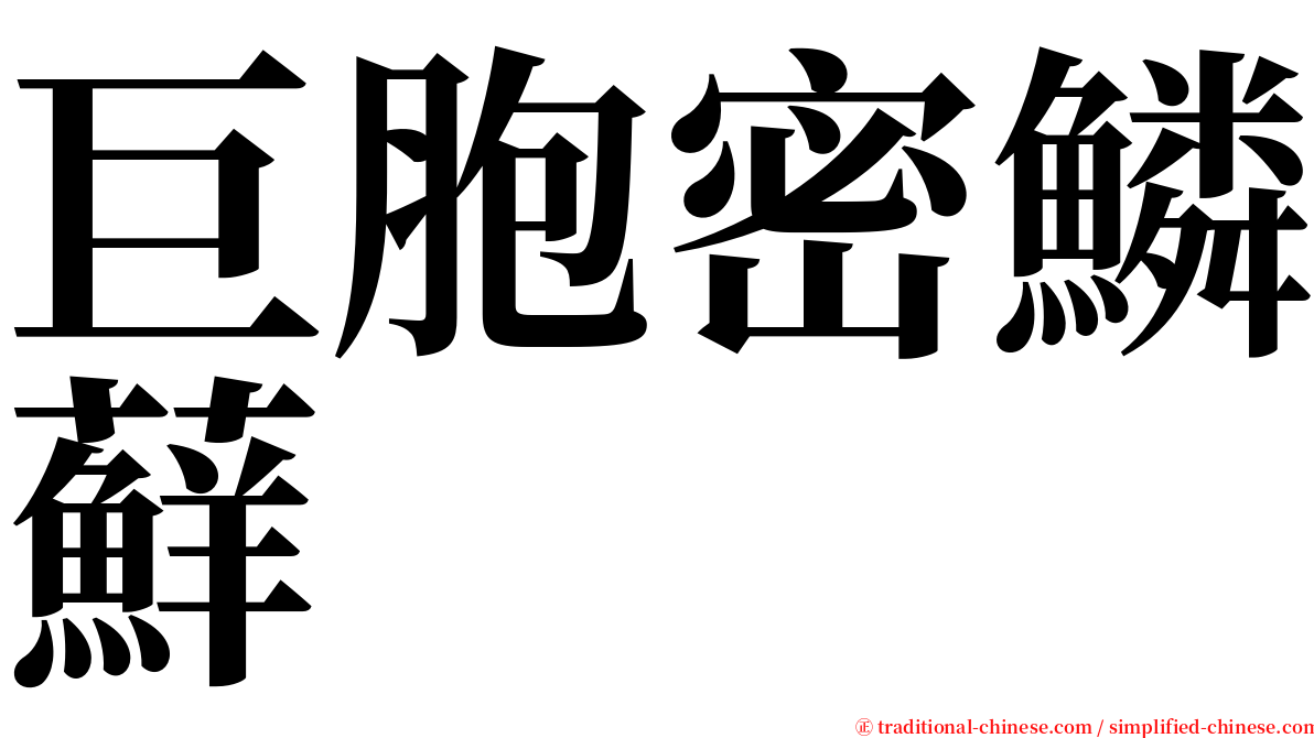 巨胞密鱗蘚 serif font
