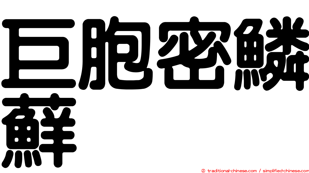 巨胞密鱗蘚