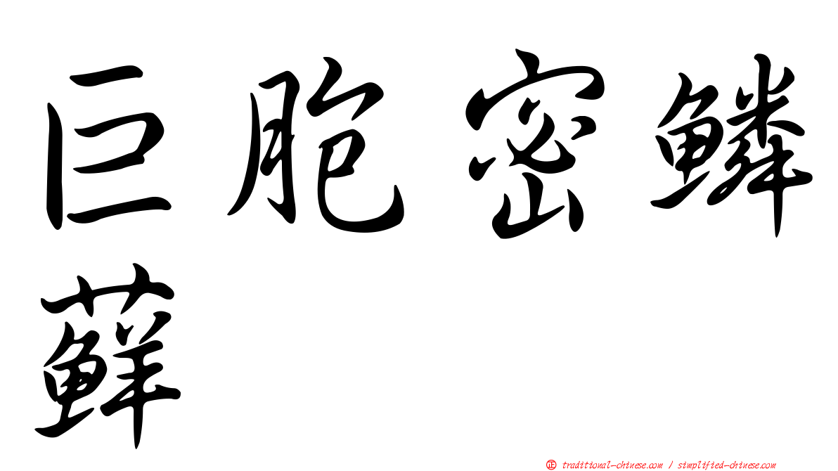 巨胞密鱗蘚