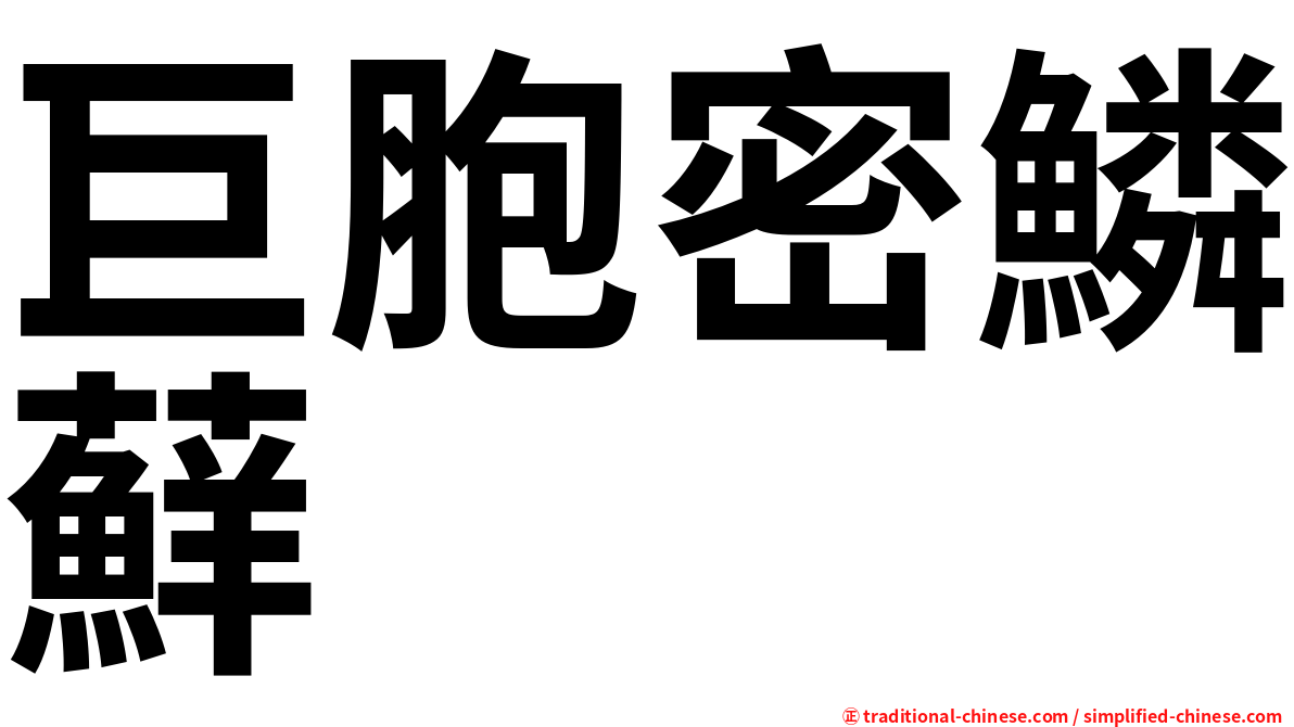 巨胞密鱗蘚