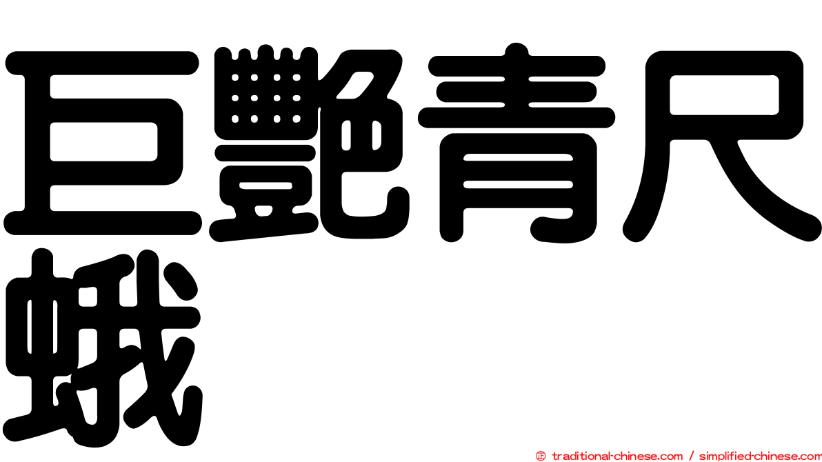 巨艷青尺蛾