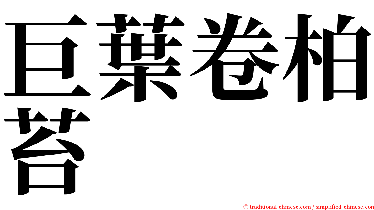 巨葉卷柏苔 serif font