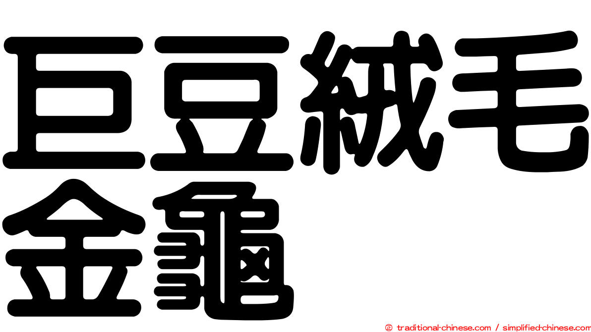 巨豆絨毛金龜