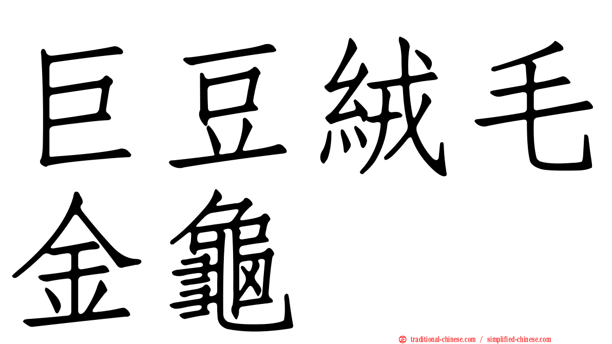 巨豆絨毛金龜