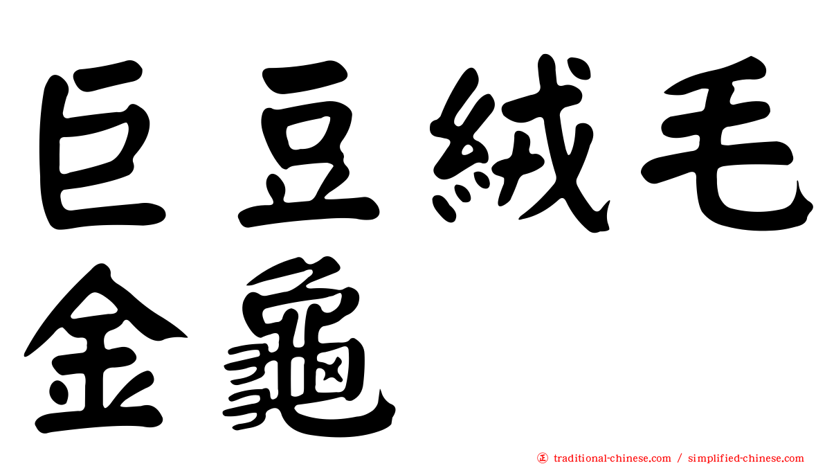 巨豆絨毛金龜