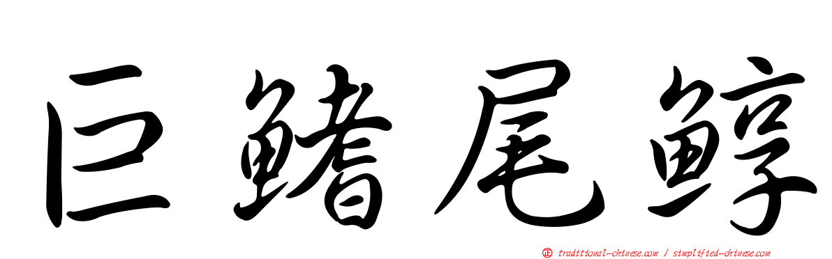 巨鰭尾鯙