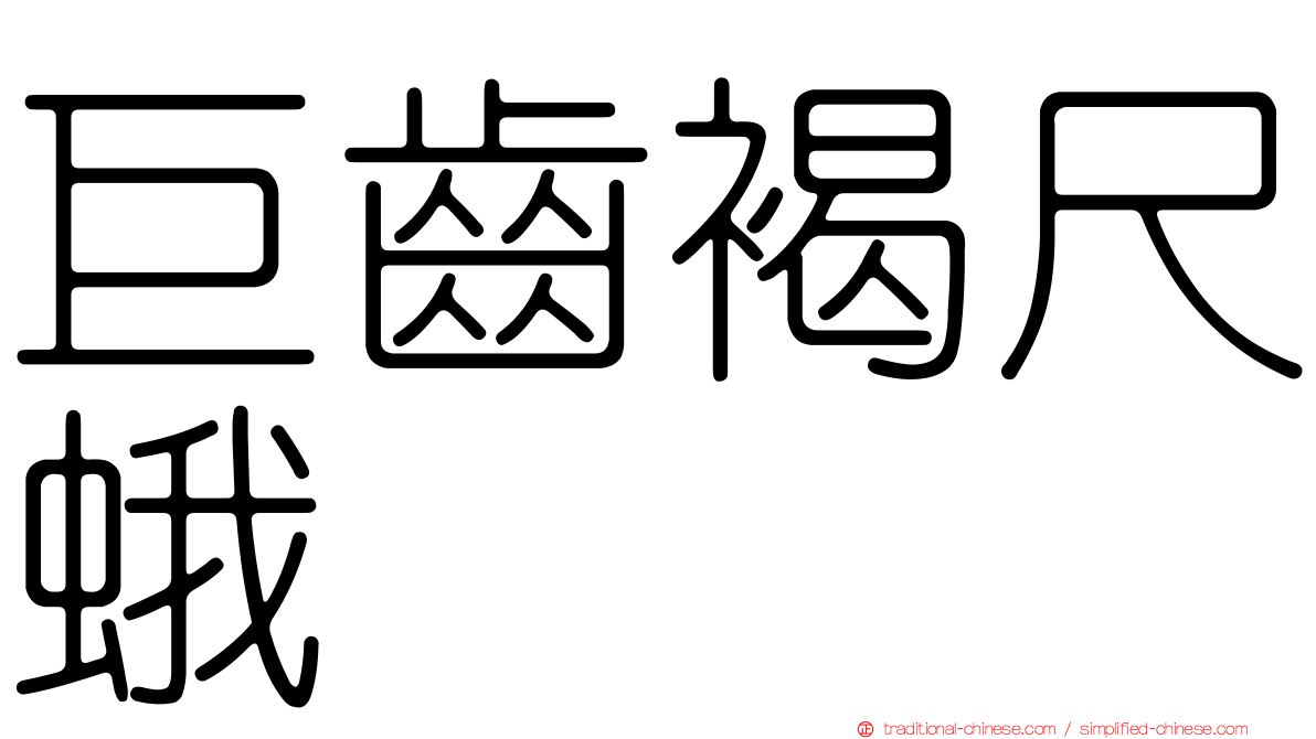 巨齒褐尺蛾