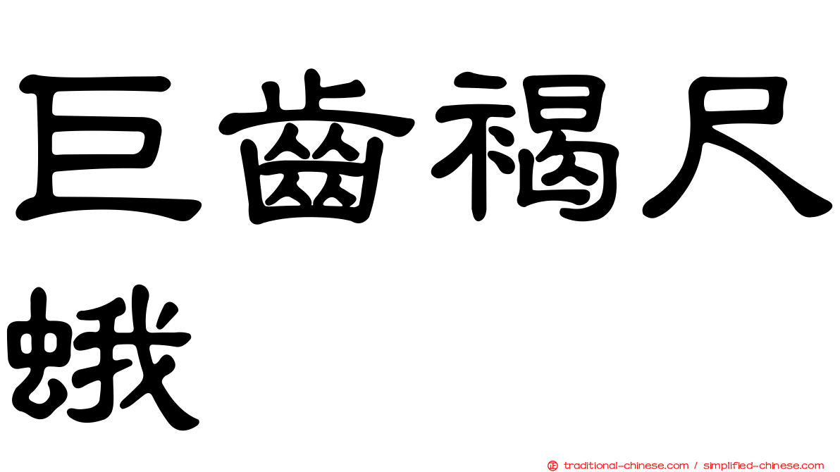 巨齒褐尺蛾