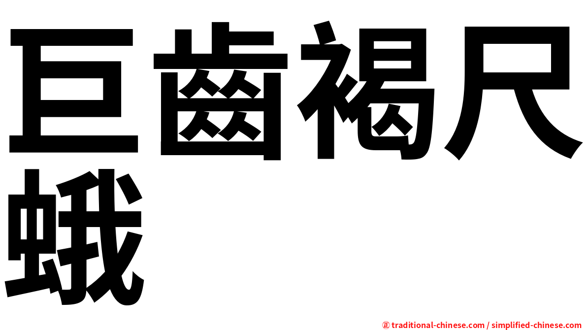 巨齒褐尺蛾