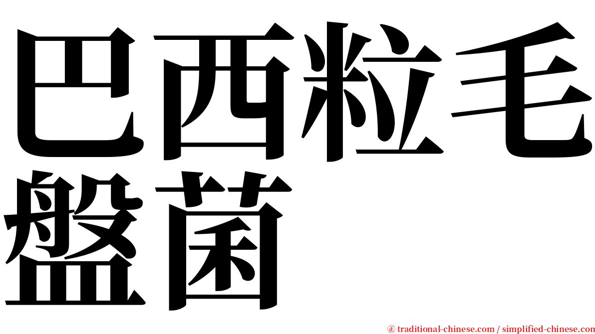 巴西粒毛盤菌 serif font