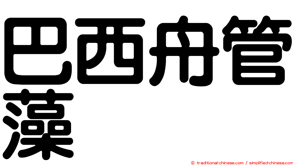 巴西舟管藻