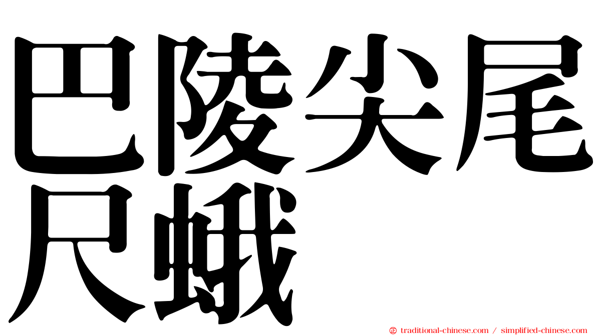 巴陵尖尾尺蛾