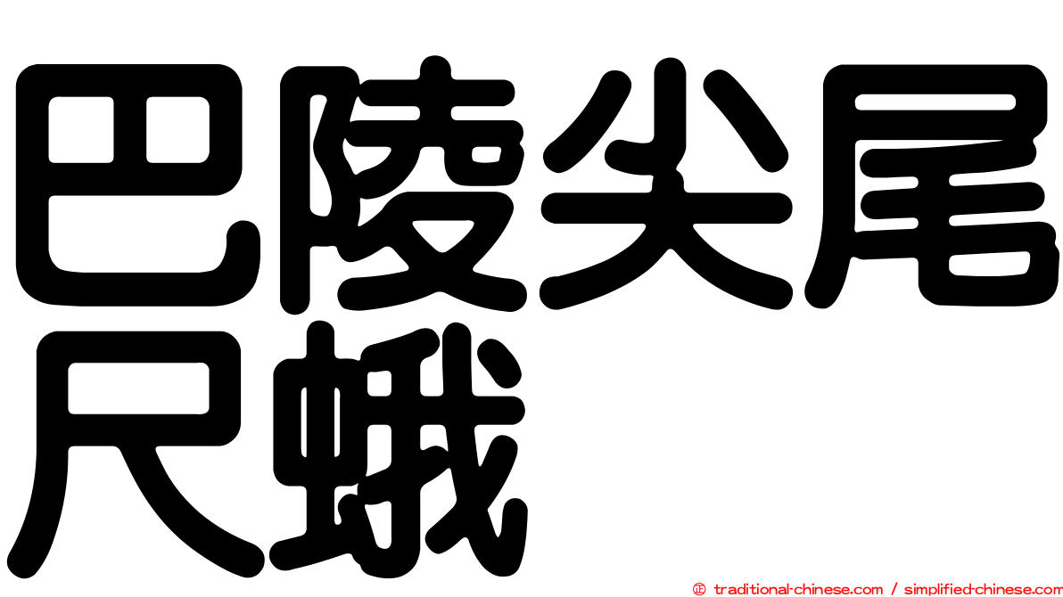 巴陵尖尾尺蛾