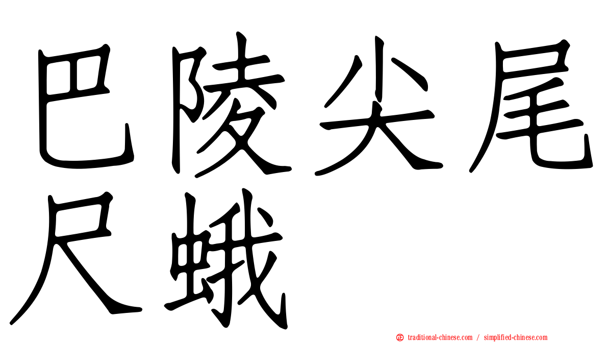 巴陵尖尾尺蛾