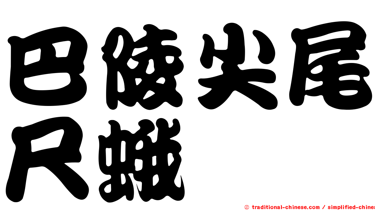 巴陵尖尾尺蛾