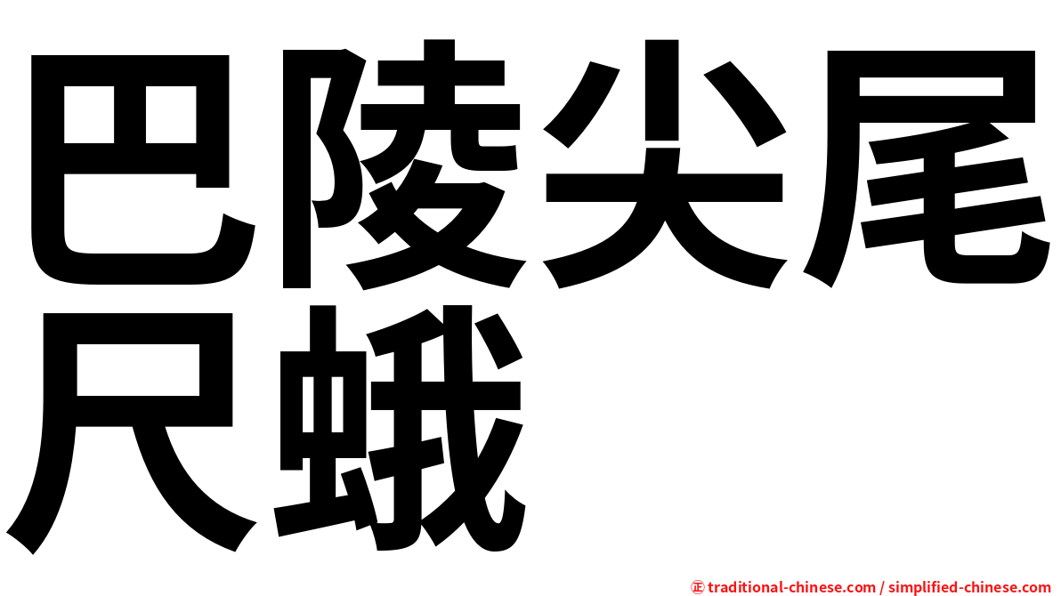 巴陵尖尾尺蛾