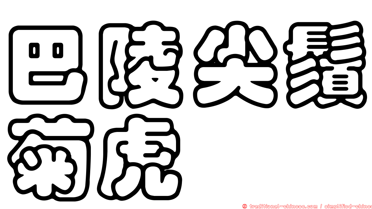 巴陵尖鬚菊虎
