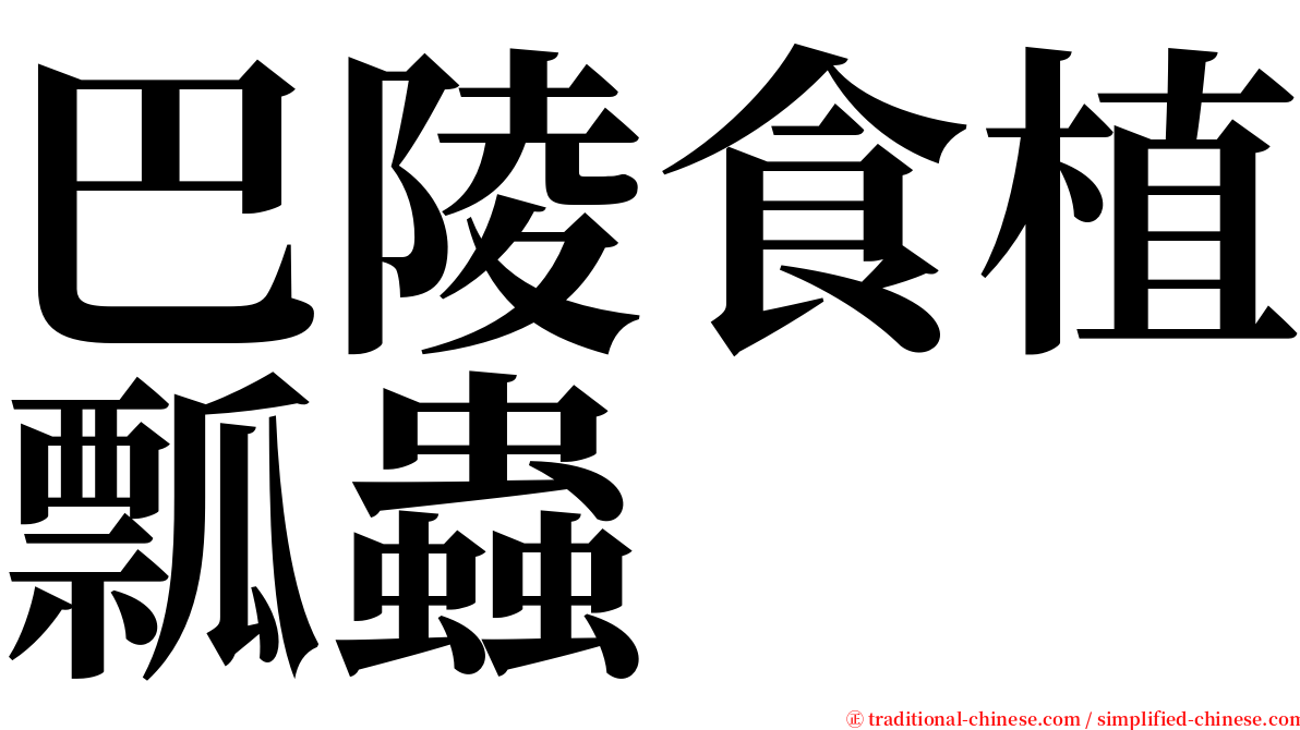 巴陵食植瓢蟲 serif font