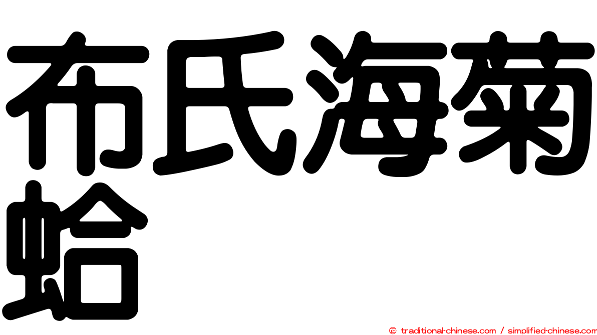 布氏海菊蛤