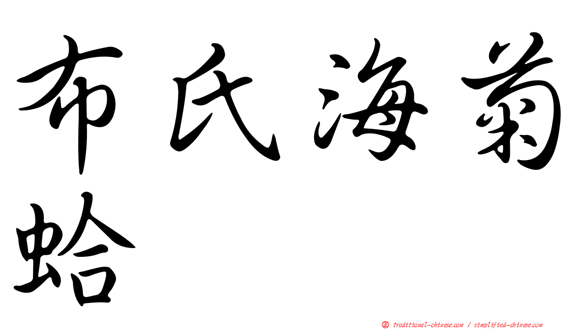 布氏海菊蛤