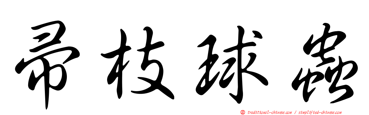 帚枝球蟲