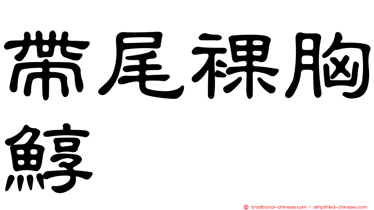 帶尾裸胸鯙
